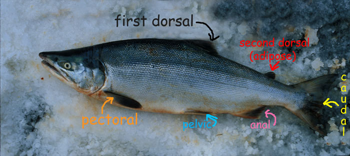 Salmon body form