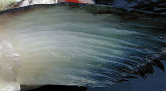 Salmon fin with soft supports