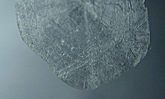 Salmon scale showing growth rings