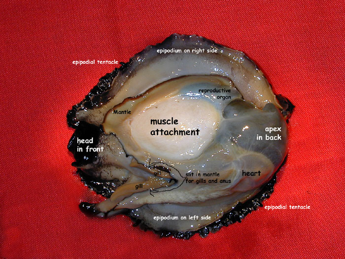 Abalone organs identified
