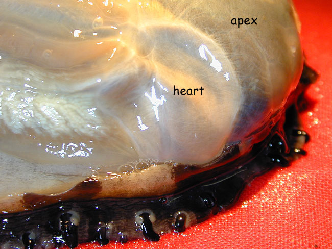 Abalone heart