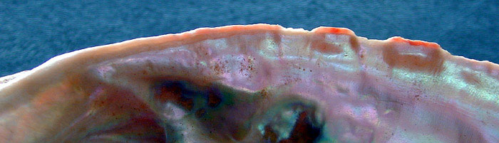 White abalone shell margin