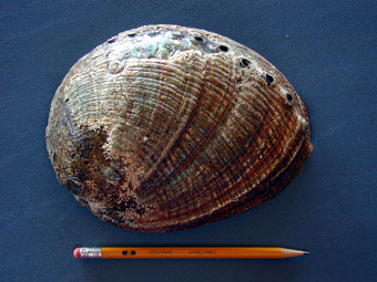 Green abalone outside shell