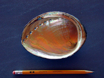 Black abalone inside shell