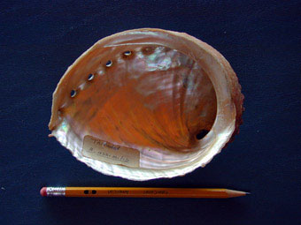 Pinto abalone, southern form, inside shell