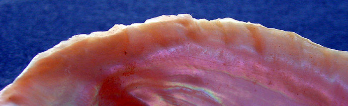 Pinto abalone, southern form, (previously called the threaded abalone) shell margin