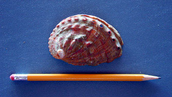 Pinto abalone, northern form, outside shell