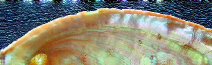 Flat abalone shell margin