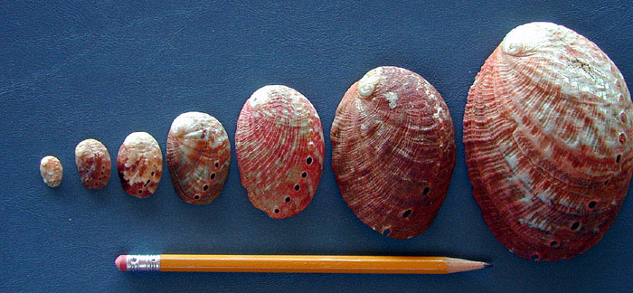 Flat abalone shells lined up