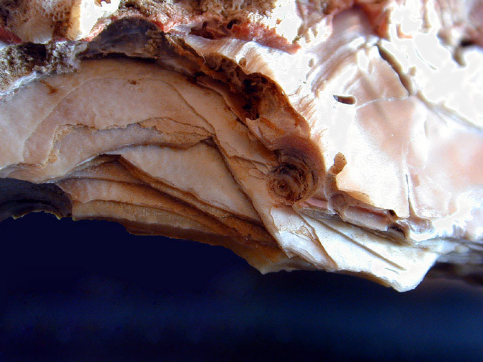 Abalone shell layers