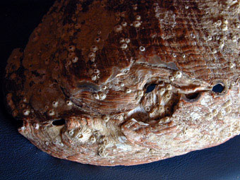 Green abalone repair to broken shell