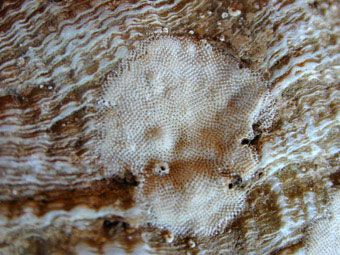 Encrusting bryozoa, <i>Membranipora</i>