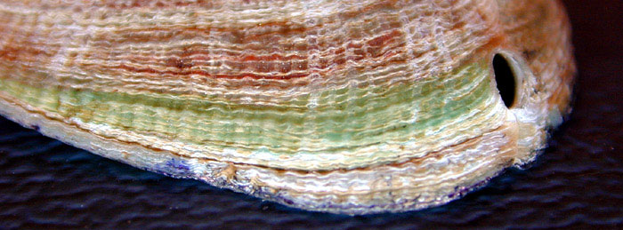 Green growth ring due to feeding