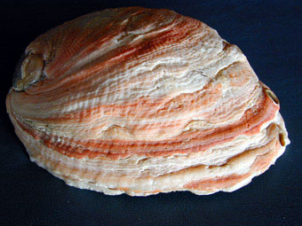 Red abalone with red and white growth rings due to feeding