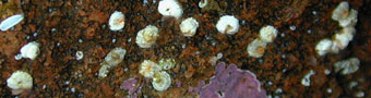 Spiral tube worms, <i>Spirorbis</i>