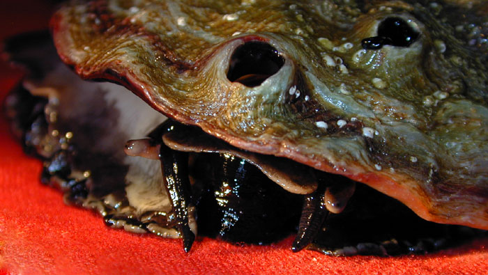 Abalone head with central mouth, flanked by a pair of oral tentacles and a pair of eyes