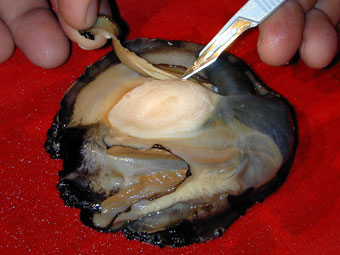 Cleaning a shelled abalone at the beginning