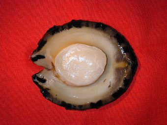 Abalone cleaned of its guts