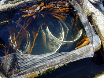 Kelp used to feed abalone in floating basket tanks