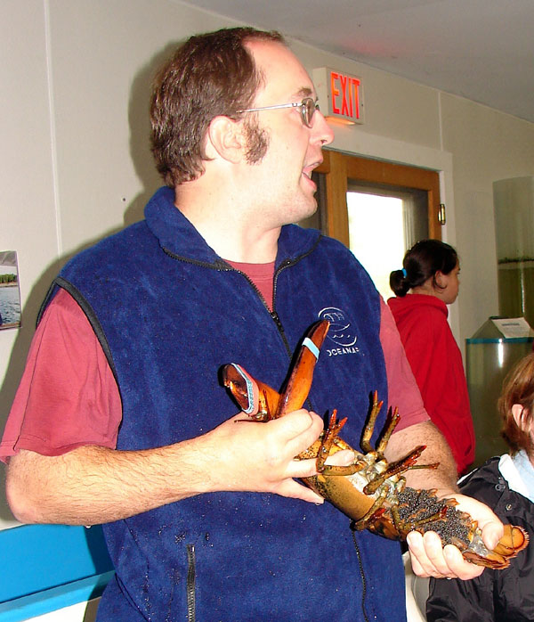 Female lobster with eggs