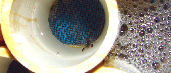 One lobster in its condo