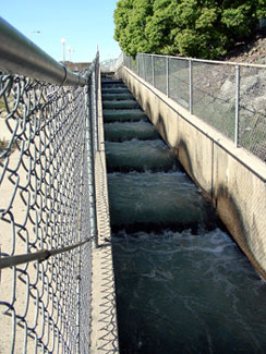 Looking up Fish Ladder