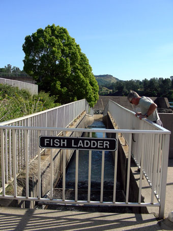 Looking down the fish ladder