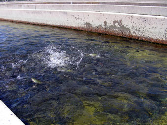 Young Chinook Salmon in Rearing Pond/Raceway