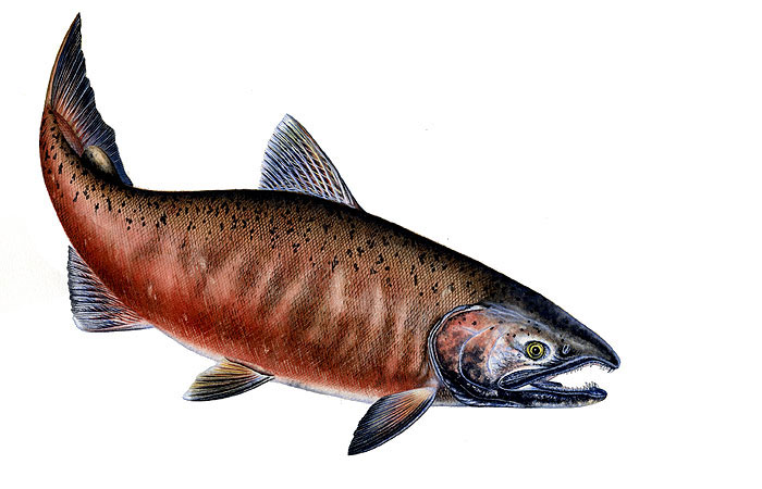 Male Chinook Salmon