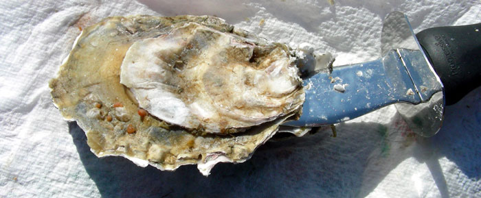 Shucking the oysters