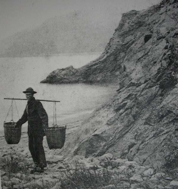 Sea Lettuce collection at the beach