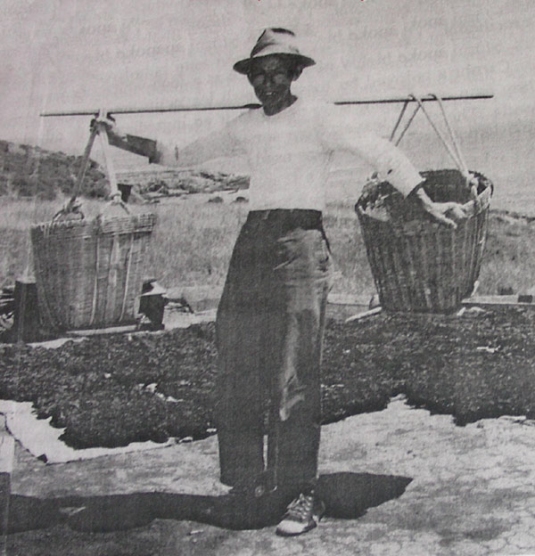 Sea Lettuce brought up cliff in double baskets