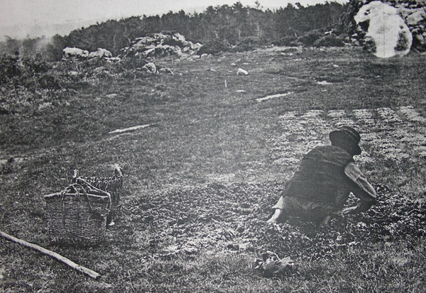 Sea Lettuce spread in the sun to dry
