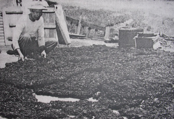 Sea Lettuce 'cakes' ready for sale