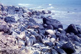 Rocky shoreline in Santa Barbara during 1969 oil spill