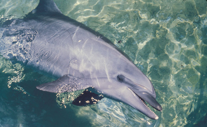 Bottlenose Dolphin