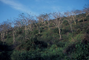 Palo Santos trees in a severe El Niño