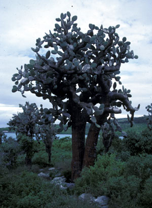 Tree cactus in an El Niño year