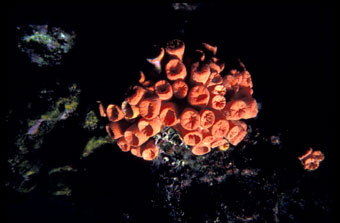 Popcorn coral colony with tentacles in