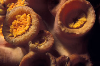 Popcorn coral retracted close up