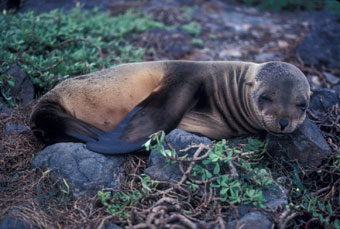 Galapagos sea lion with pox