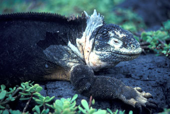 Land iguana during the severe '82/'83 year
