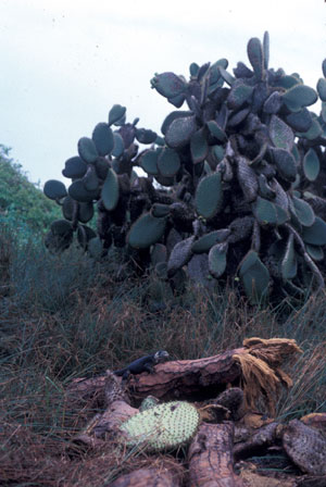 Fallen tree cactus in the '82/'83 El Niño