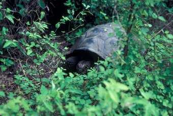 Galapagos tortoise during the severe '82/'83 year