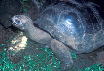 Galapagos dome-shelled tortoise