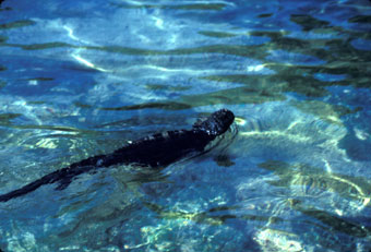 Marine iguana swimming beyond the waves