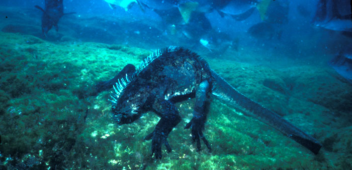 Marine iguana feeding at depth