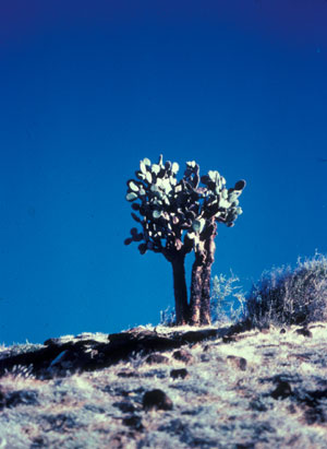 Tree cactus in 'normal' year