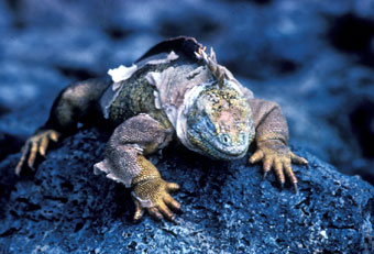 Land iguana during 'normal' year