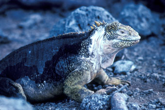 Land iguana during 'normal' year